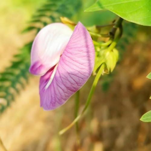 Butterfly Pea Flower Seeds for Planting, 35 Mixed Clitoria Seeds, Non-GMO Heirloom Vinestriking Clitoria Seed for Ornamental Garden Potted Bonsai