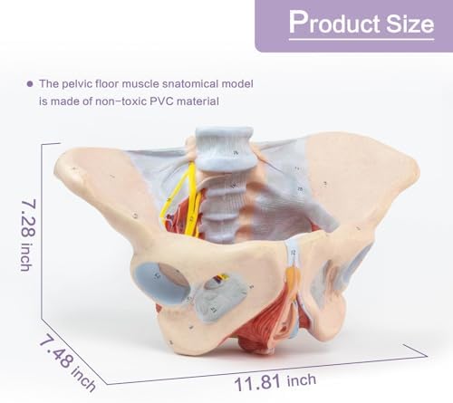 1:1 Life Size Human Female Pelvis Model with Pelvic Floor Muscles Perineal Model All in One Female Anatomy Model Skeleton for the teaching of physiology and hygiene in the teaching of anatomy schools