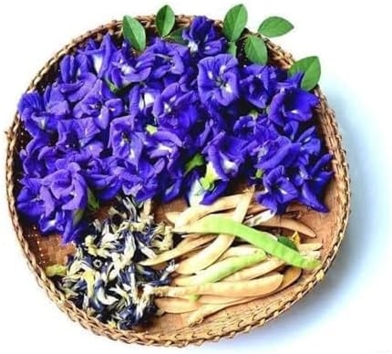 100+ Butterfly Pea Flower Seeds HOA Dau Biec Organic Clitoria Ternatea for Home Garden Blue Butterfly Pea Asian Pigeonwings Tropical Vine Plant Perfect for Tea, Landscaping, and Decorations