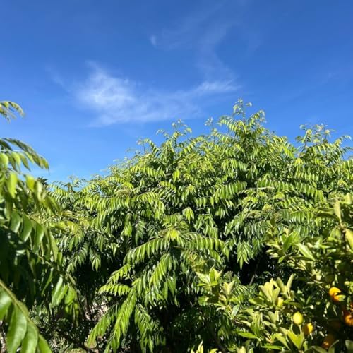 Curry Forest Fresh Curry Leaves-100% Natural & Pesticide-Free, Grown in Phoenix USA, Hand-Picked for Authentic Flavor 3 oz