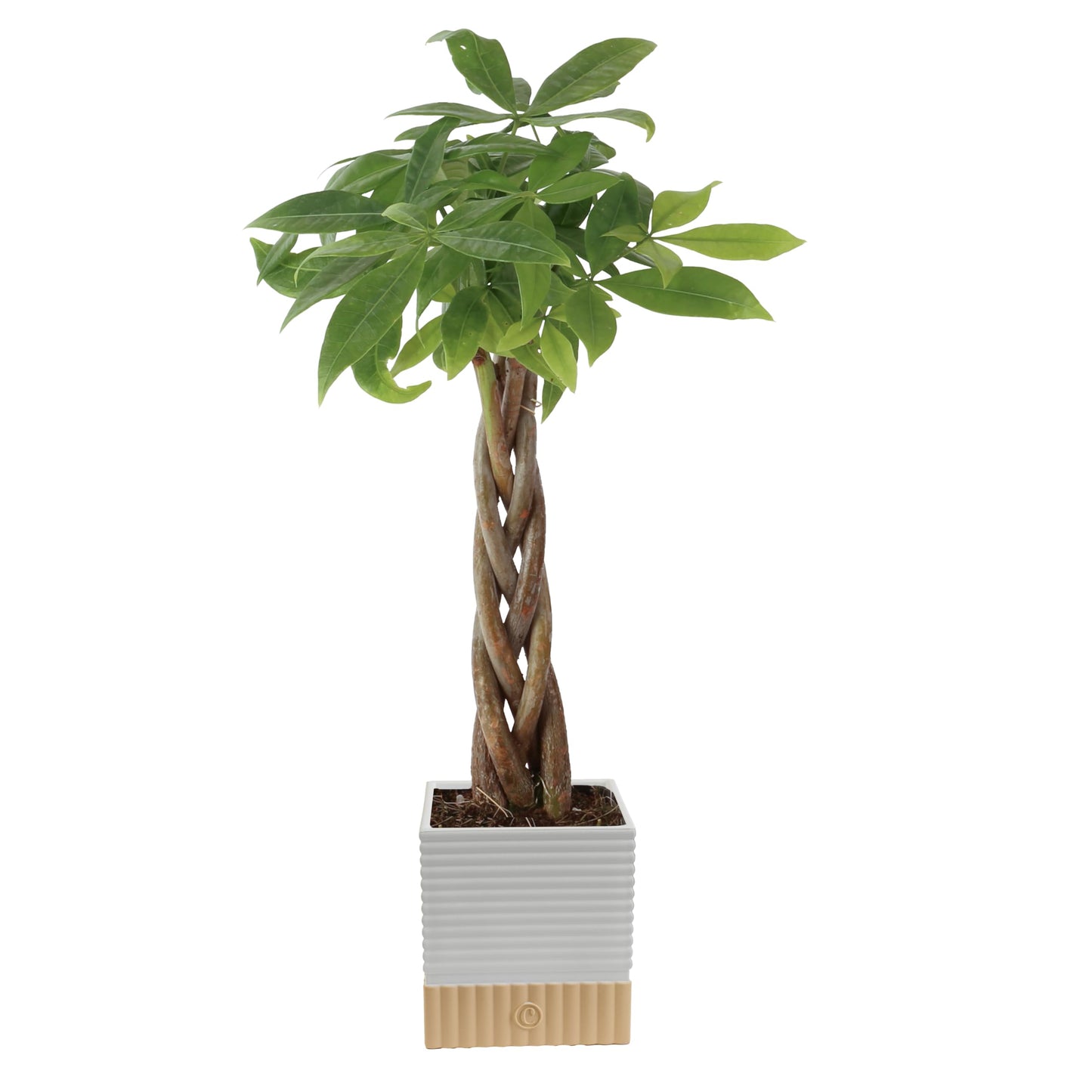 Costa Farms Money Tree Live Plant | 8-10 Inches Tall | Easy to Grow Indoor Houseplant in 2.5 Inch Plant Pot | Live Bonsai Home, Office, or Room Decor | Garden, Birthday, and Housewarming Gift