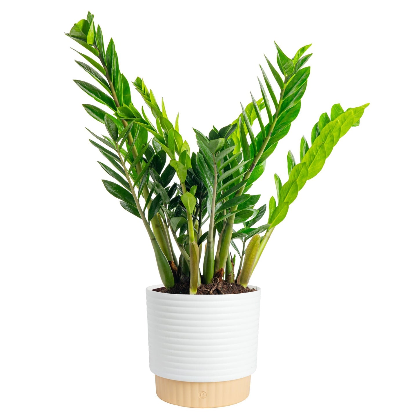 Costa Farms ZZ Live Plant in Decorative Pot, Easy to Maintain, Air Purifying Indoor Houseplant, Perfect for Home, Room, or Office Decor, Great House Warming or Birthday Gift, 12-20 Inches Tall