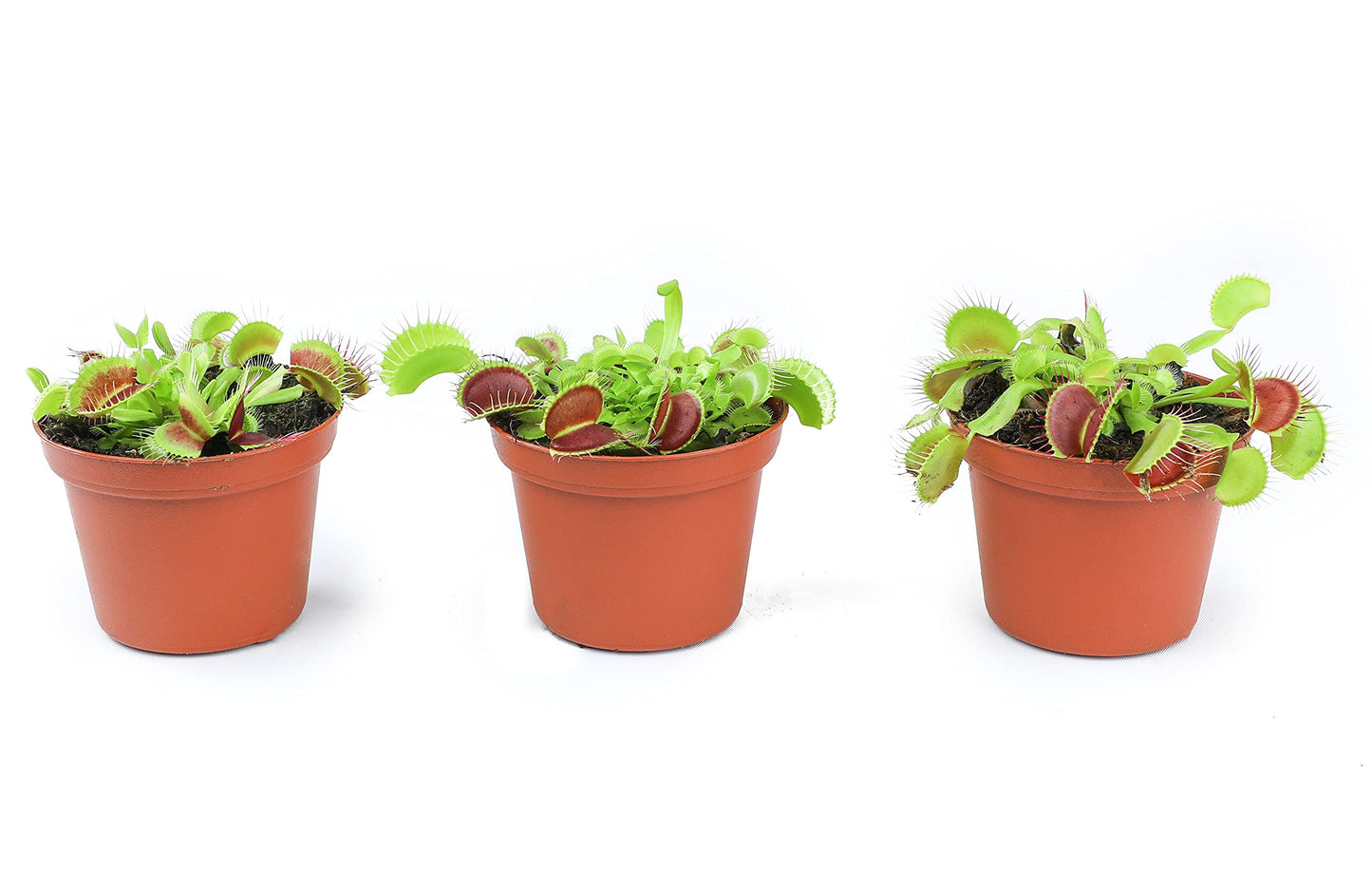 Non-Toxic Live Venus Fly Trap, Pet Safe Plant for Cats & Dogs, Dionaea Muscipula, Carnivorous Plants for Terrariums, Real Houseplants, Fun for Kids, 3 in. Pot