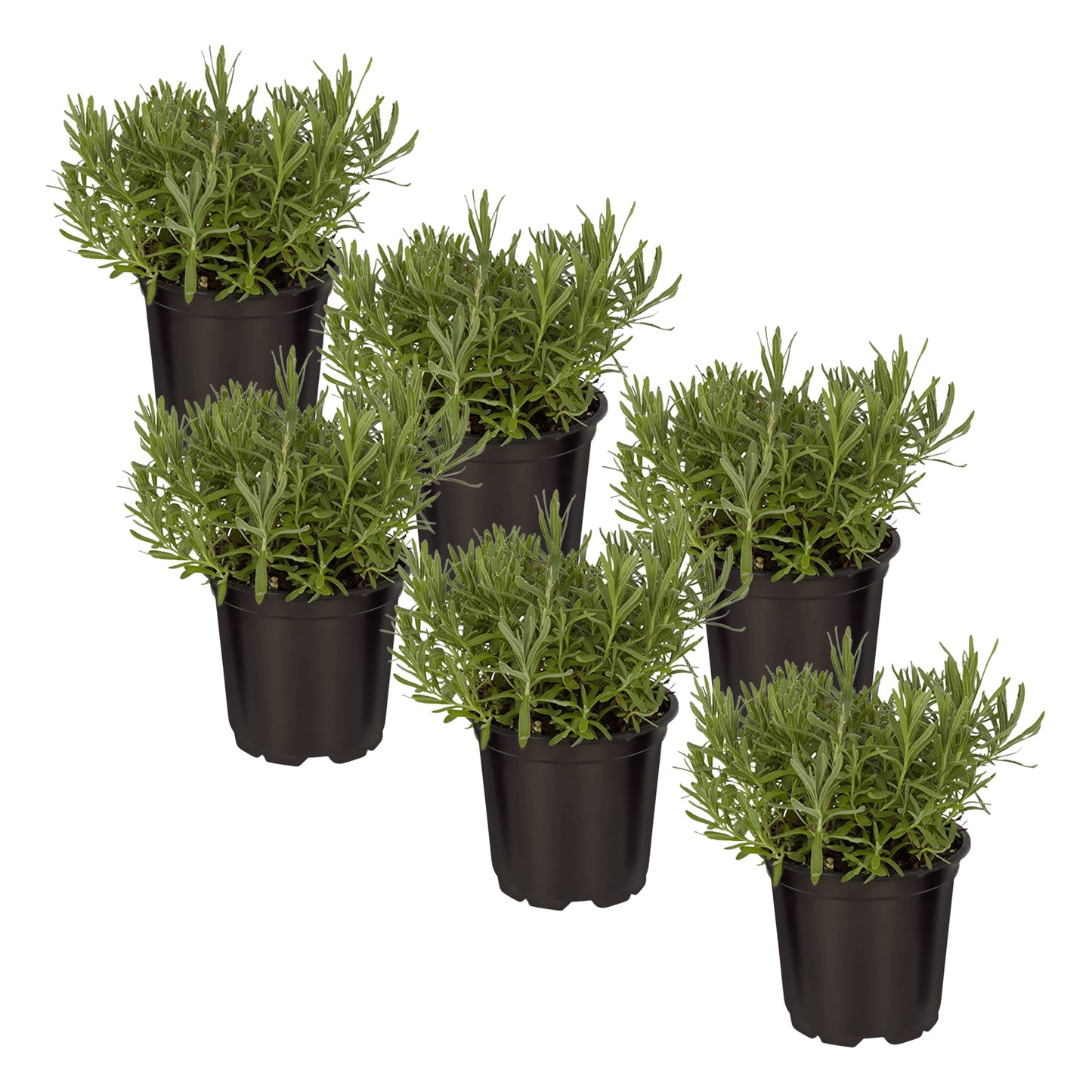 Live Aromatic and Edible Herb - Lavender (6 Per Pack), Natural Sleep Enhancer, 6" Tall by 4" Wide in 1 Pint Pot