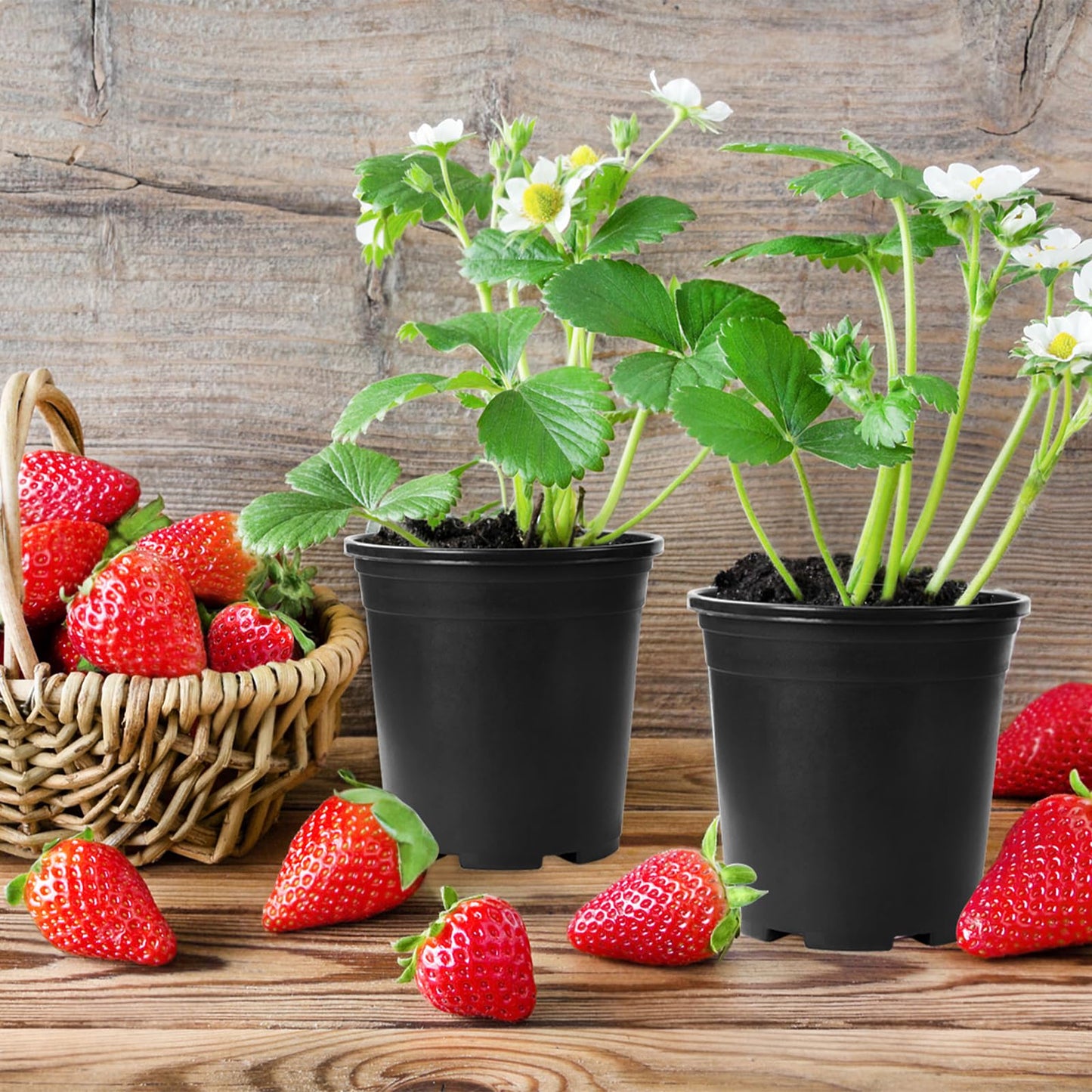 OJYUDD 120 Pcs 0.5 Gallon Black Plastic Plant Nursery Pots,Plant Seedling Pots with Drainage Holes,Black Flower Planting Container for Seedlings Transplanting,Planting,Succulent