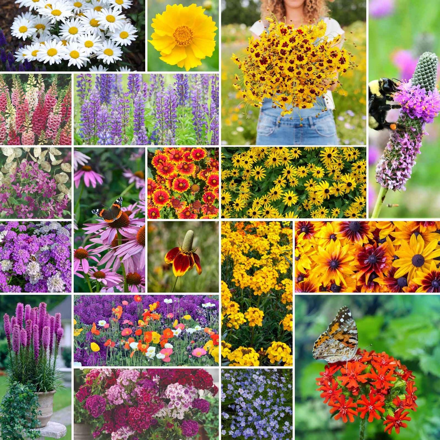 Eden Brothers All Perennial Wildflower Mixed Seeds for Planting, 50 lb, 24,000,000+ Seeds with Lupine, Shasta Daisy | Attracts Pollinators, Plant in Spring or Fall, Zones 3, 4, 5, 6, 7, 8, 9, 10