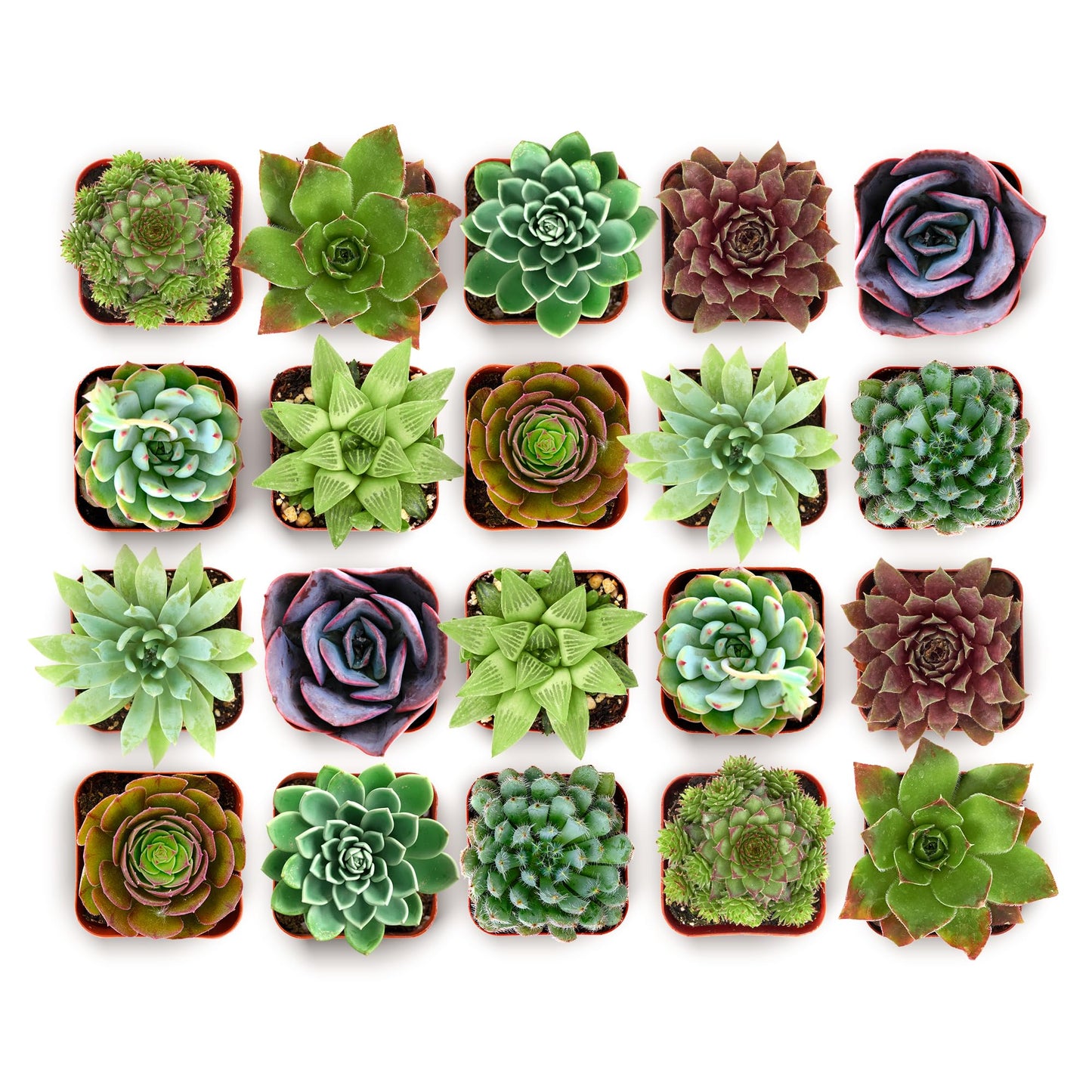 Shop Succulents Echeveria & Rosette Live Succulent Variety Pack â Fully Rooted 2" Potted Plants for Gifts, Favors, DIY Projects, Terrariums, Home Décor, and Garden Arrangements, 32 Pack
