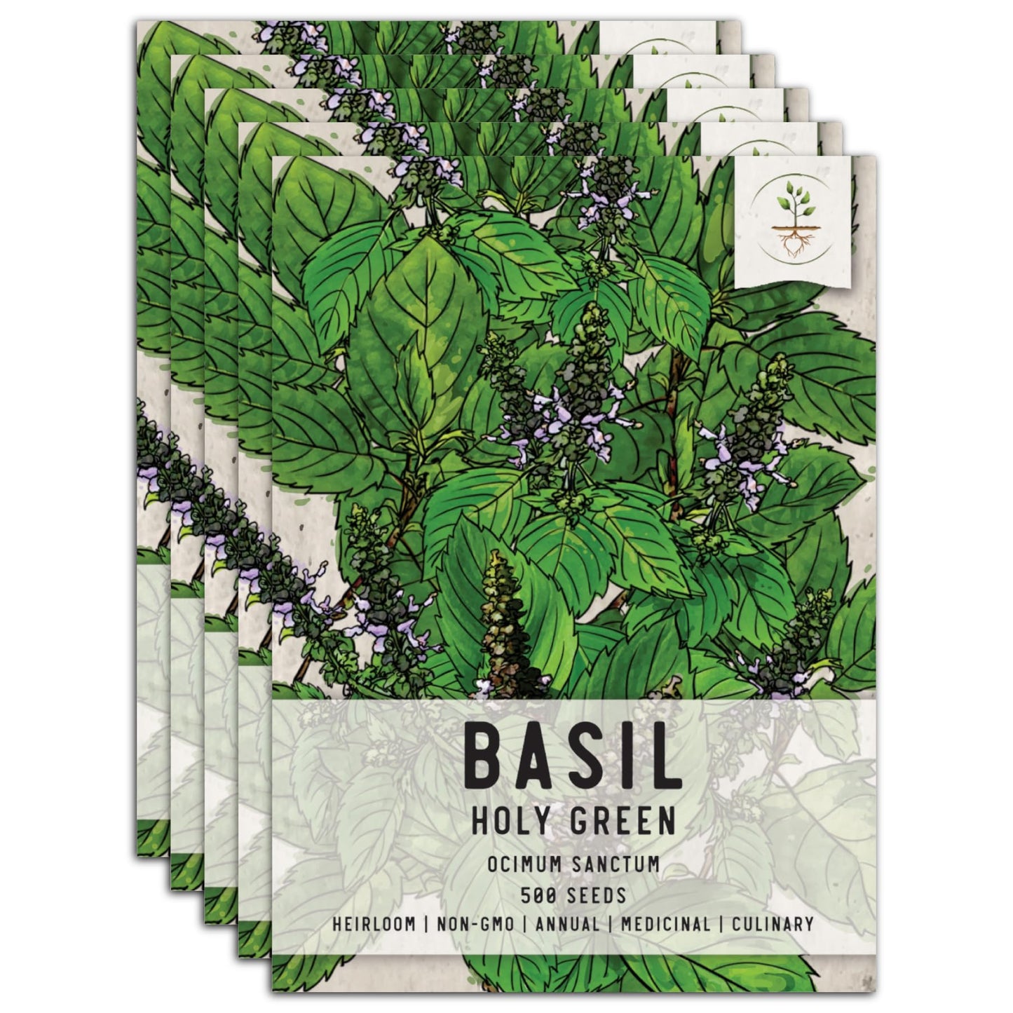 Seed Needs, Holy Basil Seeds - 500 Heirloom Seeds for Planting Ocimum Sanctum - Medicinal Tulsi Herb to Plant Indoors or Outdoors, Non-GMO & Untreated (5 Packs)
