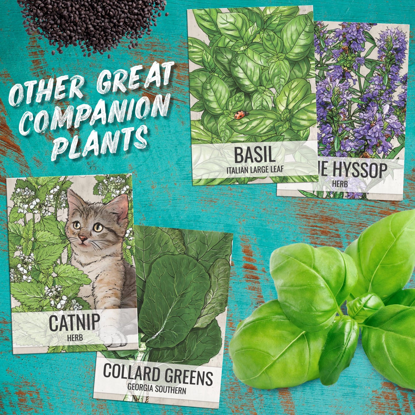 Seed Needs Catmint Seeds for Planting an Indoor/Outdoor Herb Garden - Non-GMO Heirloom & Untreated Herbal Plants - Great for Cats Nepeta mussinii (5 Packs)