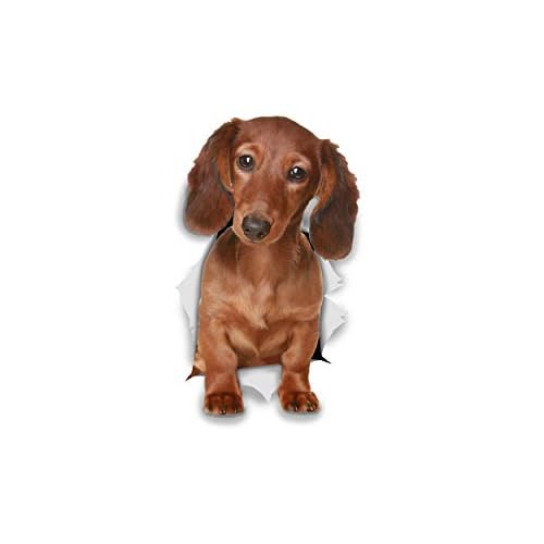 Winston & Bear 3D Dog Stickers - 2 Pack - Long Haired Brown Dachshund for Wall, Fridge, Toilet and More - Doxie 3D Decals - Retail Packaged Sausage Dog