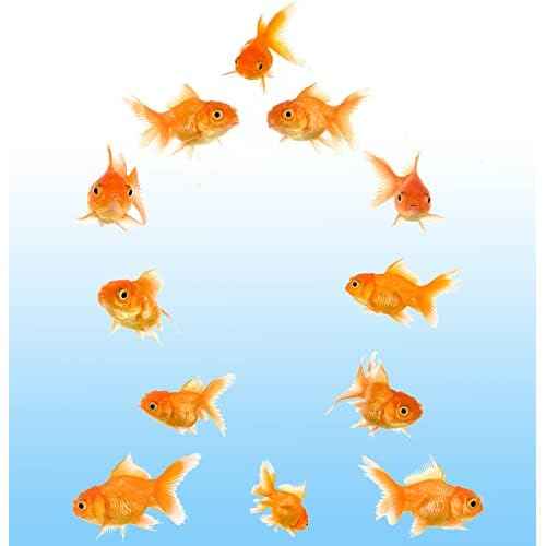 Vinyl Stickers 12 Goldfish Wall Decals Peel and Stick Wall Decor Stickers for Home Bathroom Kitchen Windows Wall Decor Laptop Sticker Car Decal Travel Luggage Sticker Decorations