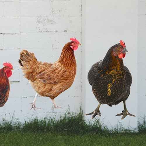 Chicken Wall Stickers, Farmhouse Hen Rooster Wall Decals, Chicken Art Background Decorative Stickers for Kitchen Dining Room Refrigerator Door