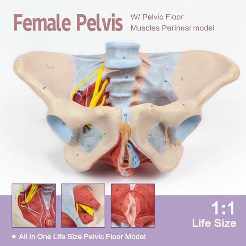 1:1 Life Size Human Female Pelvis Model with Pelvic Floor Muscles Perineal Model All in One Female Anatomy Model Skeleton for the teaching of physiology and hygiene in the teaching of anatomy schools