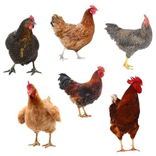 Chicken Wall Stickers, Farmhouse Hen Rooster Wall Decals, Chicken Art Background Decorative Stickers for Kitchen Dining Room Refrigerator Door