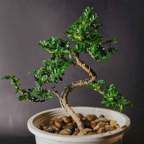 PATIKIL 1.5mm Bonsai Training Wire, 1 Roll Floral Wire Stems Anodized Aluminum Tree Wire 32.8 Feet Total for Gardening Branch Fixing, Black