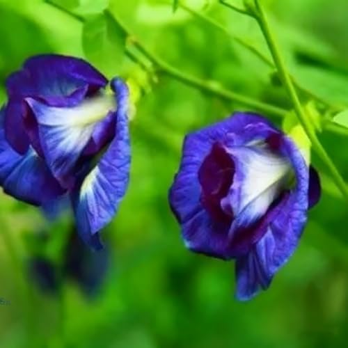 Butterfly Pea Flower Seeds for Planting, 35 Mixed Clitoria Seeds, Non-GMO Heirloom Vinestriking Clitoria Seed for Ornamental Garden Potted Bonsai