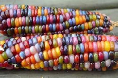 Generic 40 Glass Gem Corn Seeds, Assorted