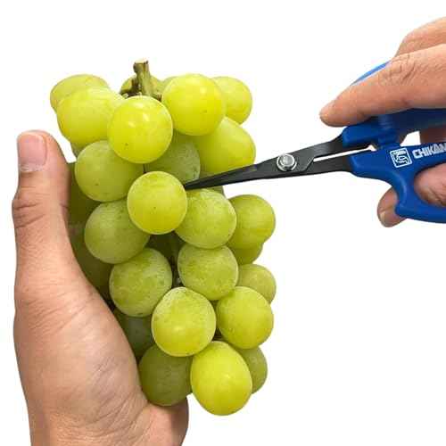 CHIKAMASA B-600SUFB, The Precise Specialty Trimming Scissors, Stainless Steel w/Fluorine Coating, for trimming plants and grapes, excellent for narrow stem-thinning inside closed and tangled spaces.