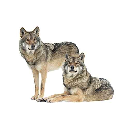Lifelike Wolf Wall Decal Wild Animal Wall Sticker 27.6x22inch Removable Self-Adhesive Vinyl Wall Art Decors for Living Room Children Bedroom Nursery Classroom Playroom