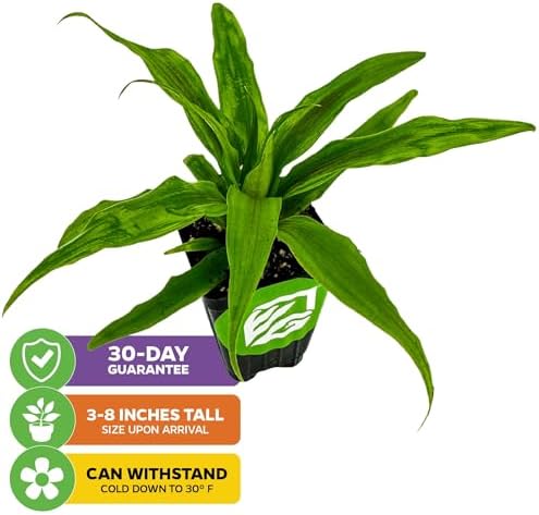Florida Special Pineapple Live Plant - Ananas Comosus - Wellspring Gardens Starter Plant - Ideal Pineapple Plant Live Easy to Grow Starter Plant Great for Outdoor and Patio Planting Growth (2-Pack)