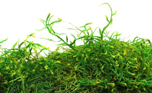 SuperMoss (25322) Forest Moss Preserved, Fresh Green, 8oz