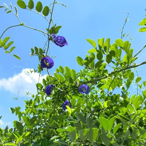 100+ Butterfly Pea Flower Seeds HOA Dau Biec Organic Clitoria Ternatea for Home Garden Blue Butterfly Pea Asian Pigeonwings Tropical Vine Plant Perfect for Tea, Landscaping, and Decorations