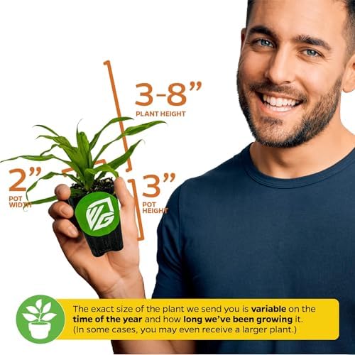 Florida Special Pineapple Live Plant - Ananas Comosus - Wellspring Gardens Starter Plant - Ideal Pineapple Plant Live Easy to Grow Starter Plant Great for Outdoor and Patio Planting Growth (2-Pack)