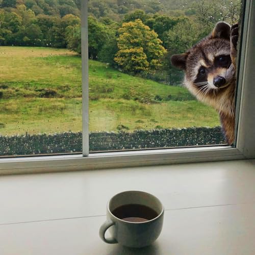 2pc Cute Raccoon Window Sticker Removable Animal Sticker for car, Room and Modern Home Decoration 29x29cm
