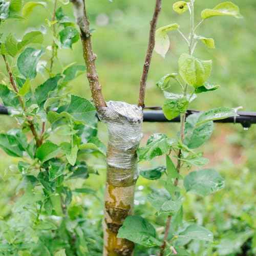 Grafting Tape 3PCS, Stretchable Garden Grafting Tape for Fruit Trees, Tree Plant Tape, Plants Repair Tapes for Floral Fruit Tree, Budding Tape(Green & White & Yellow)