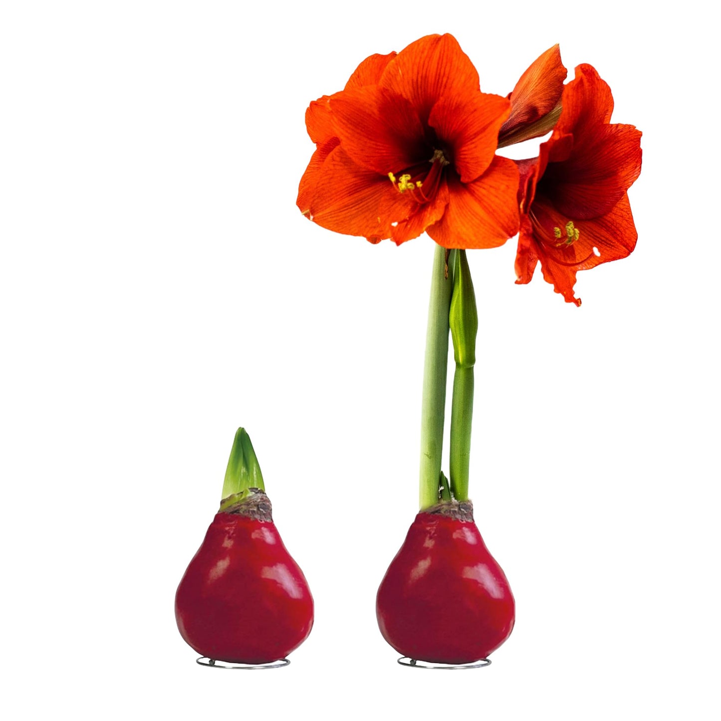 Waxed Amaryllis Bulb 2-Pack â Red Wax with Red Blooms â Live Holiday Gift Plant, Easy Care, No Watering Needed