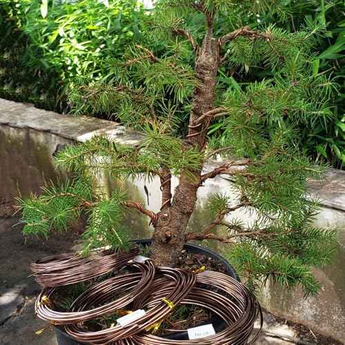 98 Feet Brown Anodized Aluminum Bonsai Training Wire, 4.0mm Anodized Aluminum Wire, 98 Feet Bonsai Plant Wire, Professional Grade Bonsai Training Wire for Crafts, Sculpting, Home Decoration