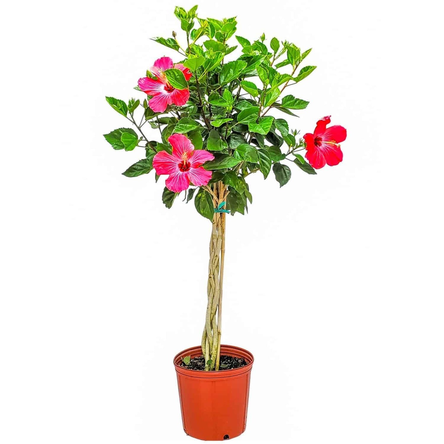 Hibiscus Plants Live - Braided Hibiscus Tree - Pink Painted Lady - Overall Height 38" to 44" - Tropical Plants of Florida (Plant in Growers Pot)