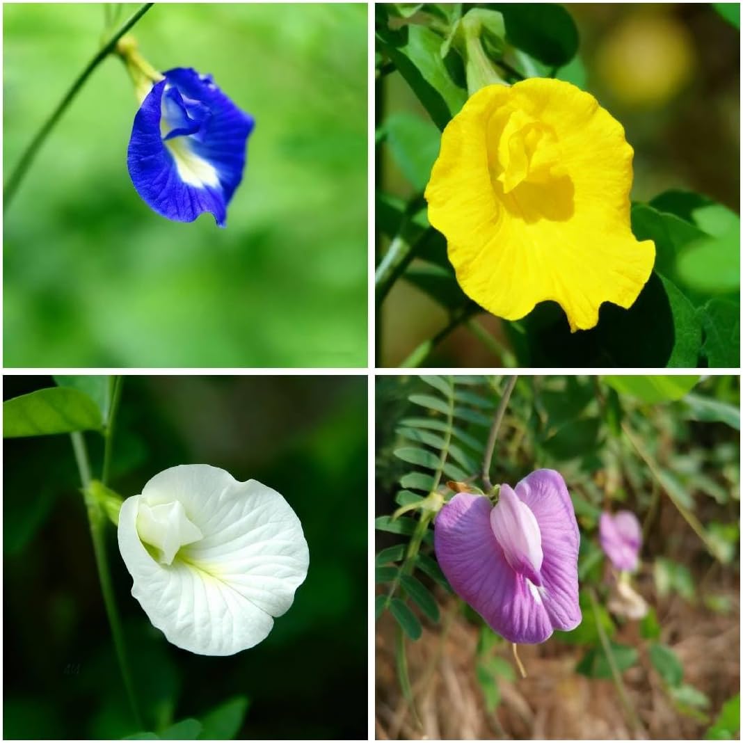 Butterfly Pea Flower Seeds for Planting, 35 Mixed Clitoria Seeds, Non-GMO Heirloom Vinestriking Clitoria Seed for Ornamental Garden Potted Bonsai