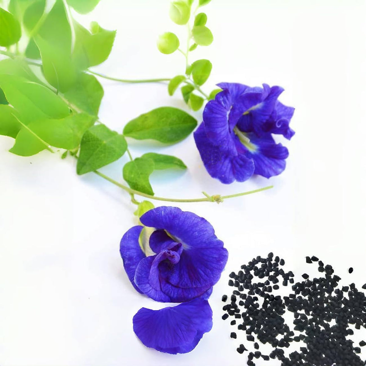 100+ Butterfly Pea Flower Seeds HOA Dau Biec Organic Clitoria Ternatea for Home Garden Blue Butterfly Pea Asian Pigeonwings Tropical Vine Plant Perfect for Tea, Landscaping, and Decorations