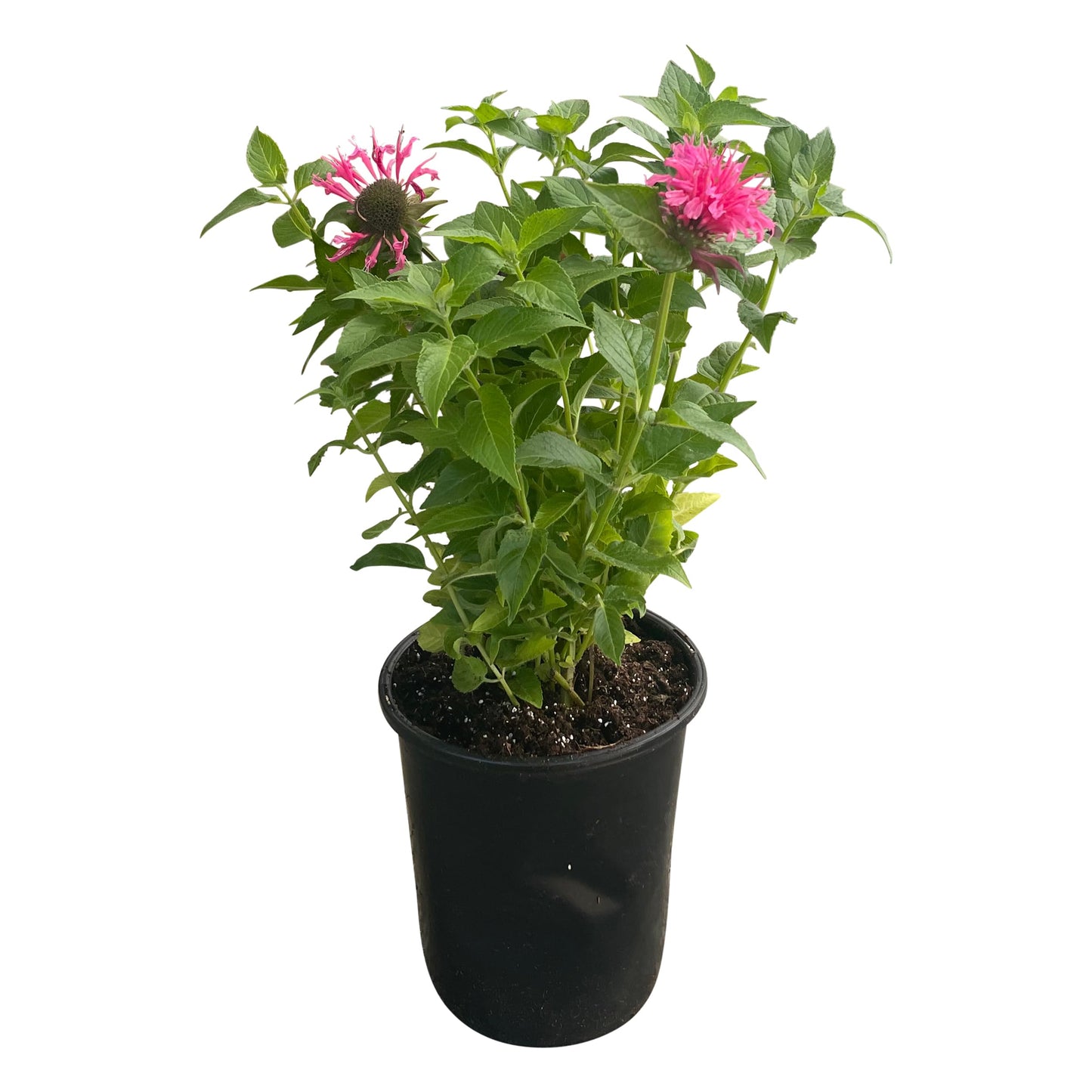 Live Bee Balm (Monarda) - Pink, Attracts Butterflies and Hummingbirds, Natural Pollinator, 10" Tall by 6" Wide in 2.5 Qt Pot