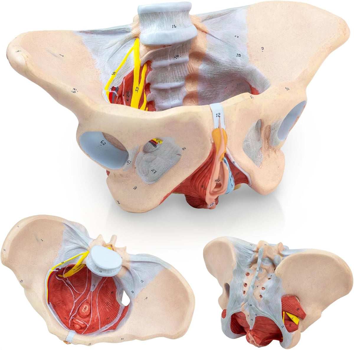 1:1 Life Size Human Female Pelvis Model with Pelvic Floor Muscles Perineal Model All in One Female Anatomy Model Skeleton for the teaching of physiology and hygiene in the teaching of anatomy schools