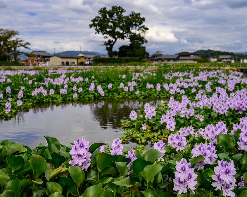 Floating Flowering Plant â Live Aquatic Plants for Ponds & Aquariums (1 Common Water Hyacinth (Eichhornia crassipes), 1, Count)