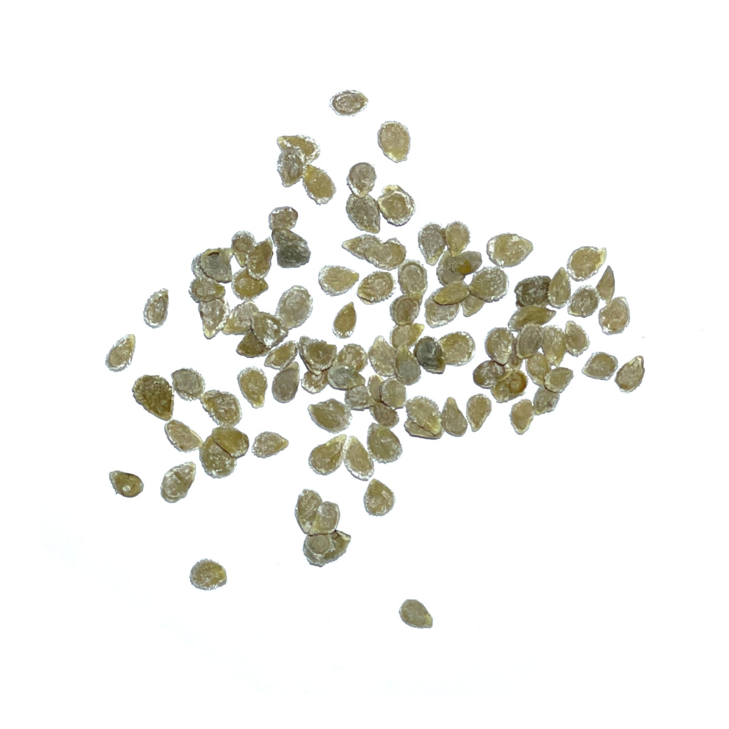 Seed Needs Tomato Seeds for Planting Indeterminate True Beefsteak Tomatoes - Non-GMO Heirloom & Untreated Vegetable Seed to Plant a Home Grown Outdoor Veggie Garden (5 Packs)