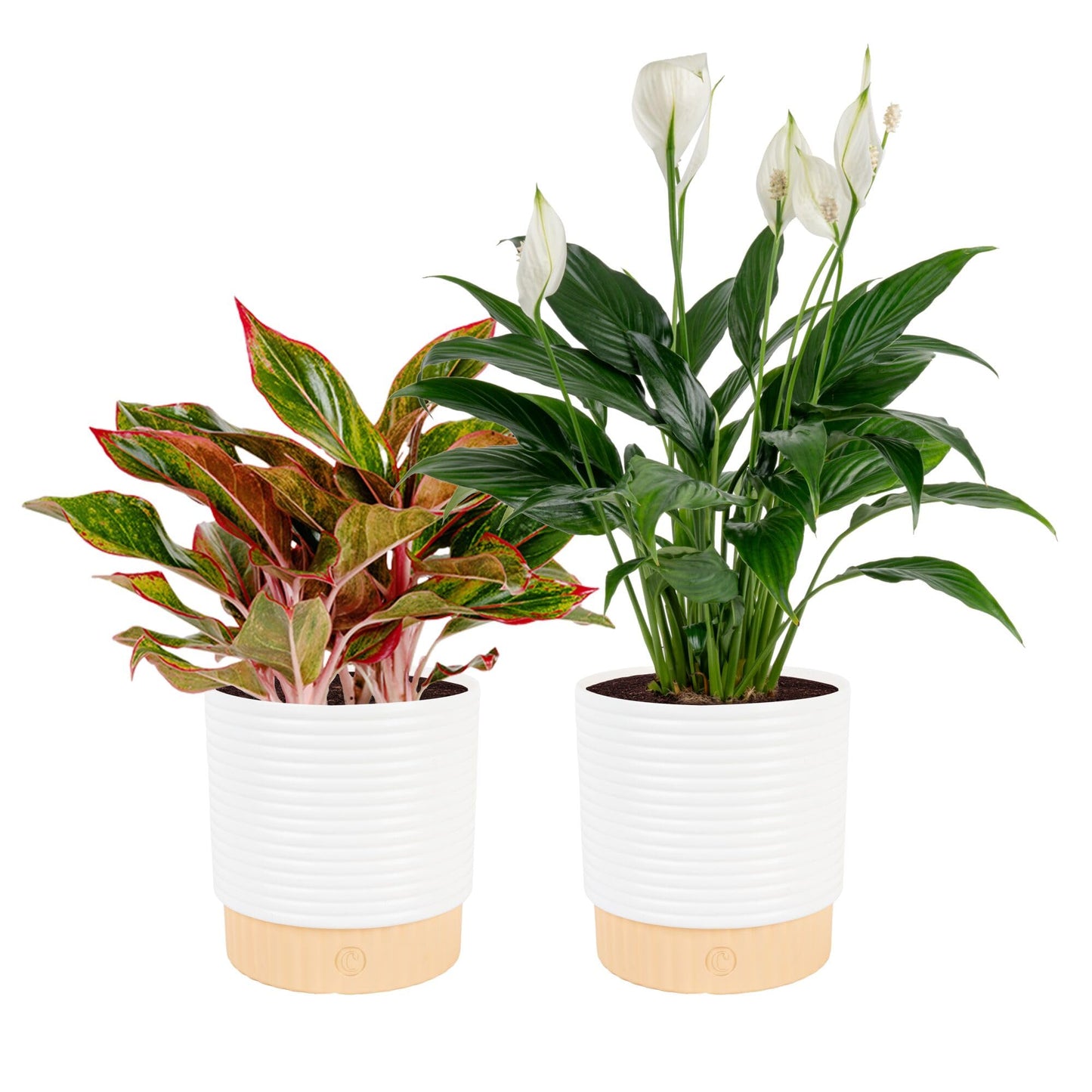 Costa Farms Live Indoor Houseplants (2 Pack) Peace Lily, Chinese Evergreen in Decor Planter Pot, Potting Soil Mix, Birthday, Housewarming Gift, 1 Foot Tall