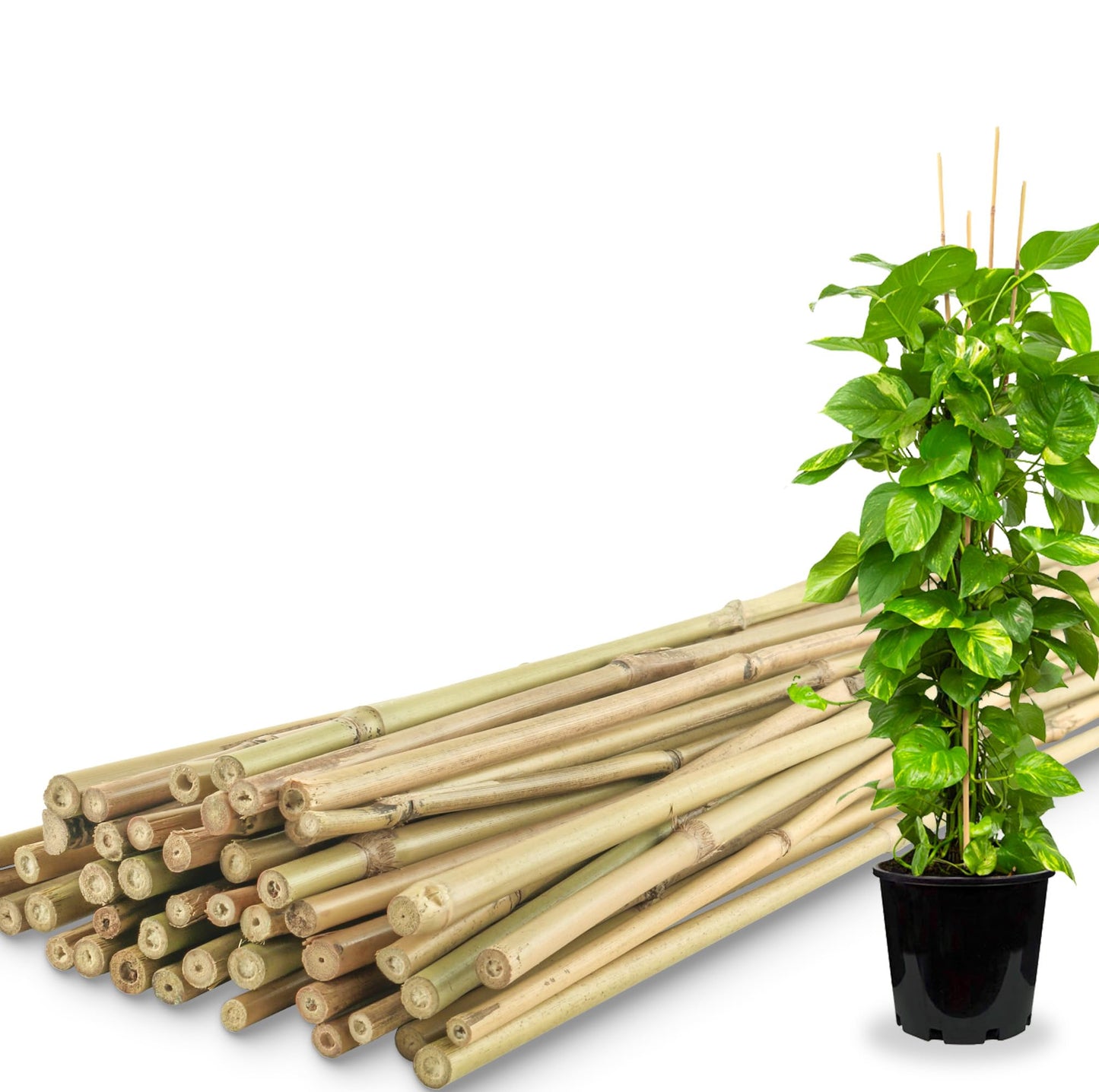 50Pcs / 4ft Bamboo Plant Stakes for Indoor Outdoor Plants, Garden Plant Support Sticks, Poles for Tomato Vegetables Beans Trees Potted Climbing Plants(0.32''-0.4'')