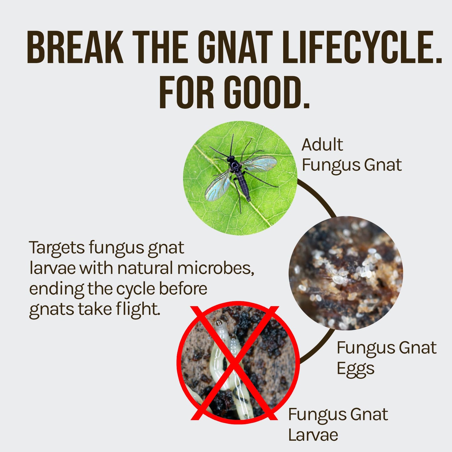 Microbe Life Hydroponics FGX Fungus Gnat Killer, Natural BTi Pest Control for Plants, Indoor Plant Pest Control to Get Rid of Gnats in Houseplants, Safe for Pets & People, 8 Fl Oz