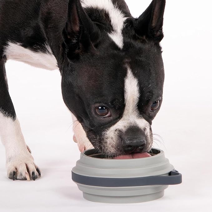 Cleverpup Nomad Small Collapsible Travel Dog Bowl - 2 Cup BPA-Free Silicone for Small & Medium Dogs, Portable & Sturdy, Food & Water, Dishwasher Safe - Grey
