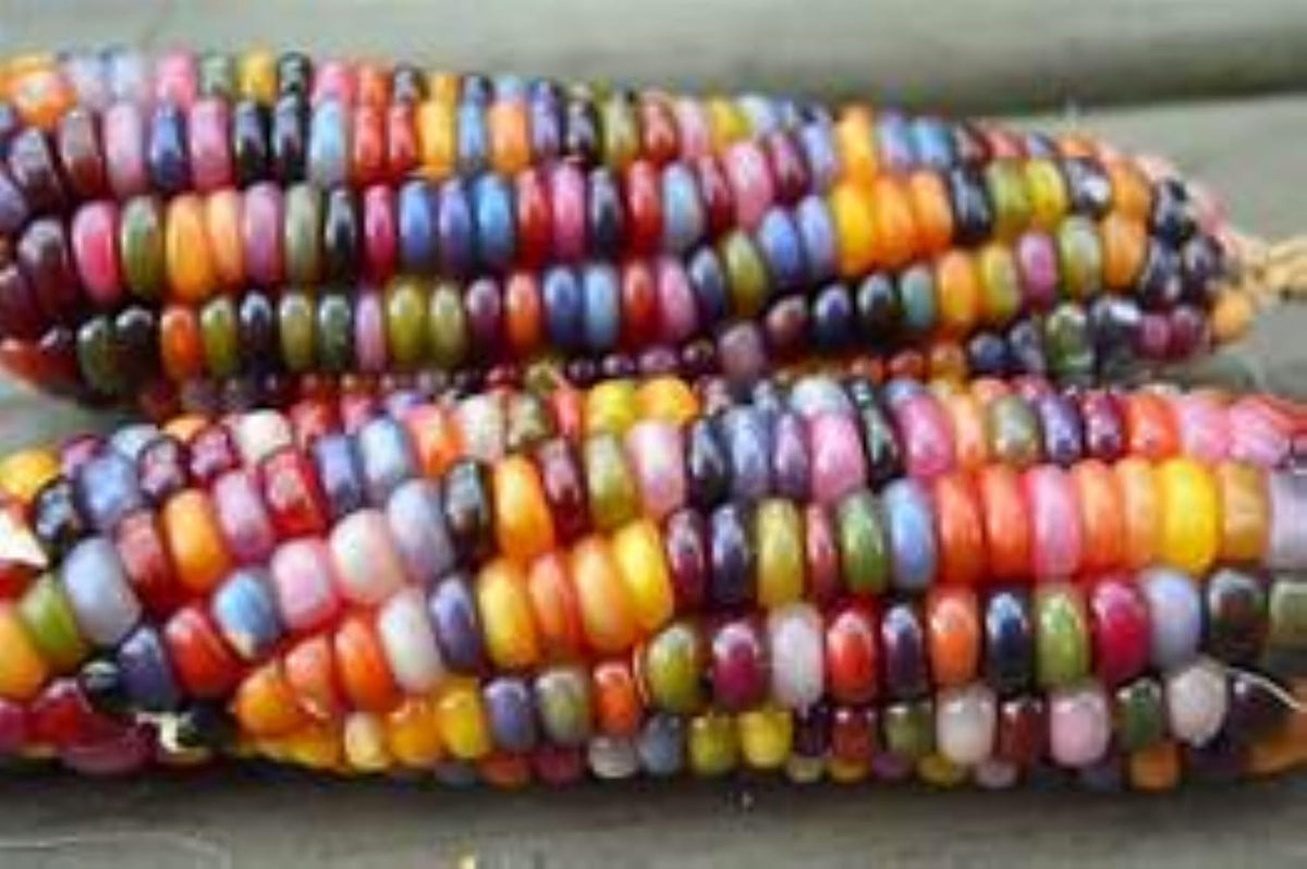Generic 40 Glass Gem Corn Seeds, Assorted