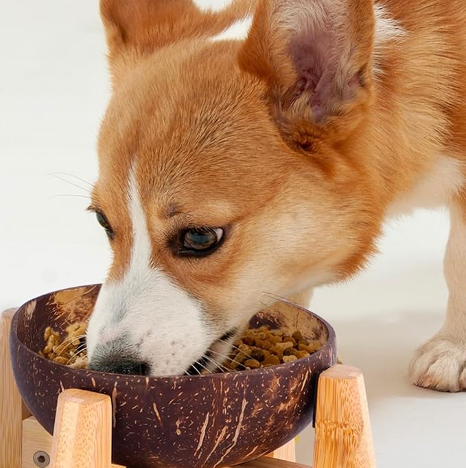 Dog Bowl for Cats and Small Dogs - All-Natural, Polished Coconut Shell Bowl with Wood Stand - Elevated/Raised 5-inch Total Height - Food-Contact Suitable
