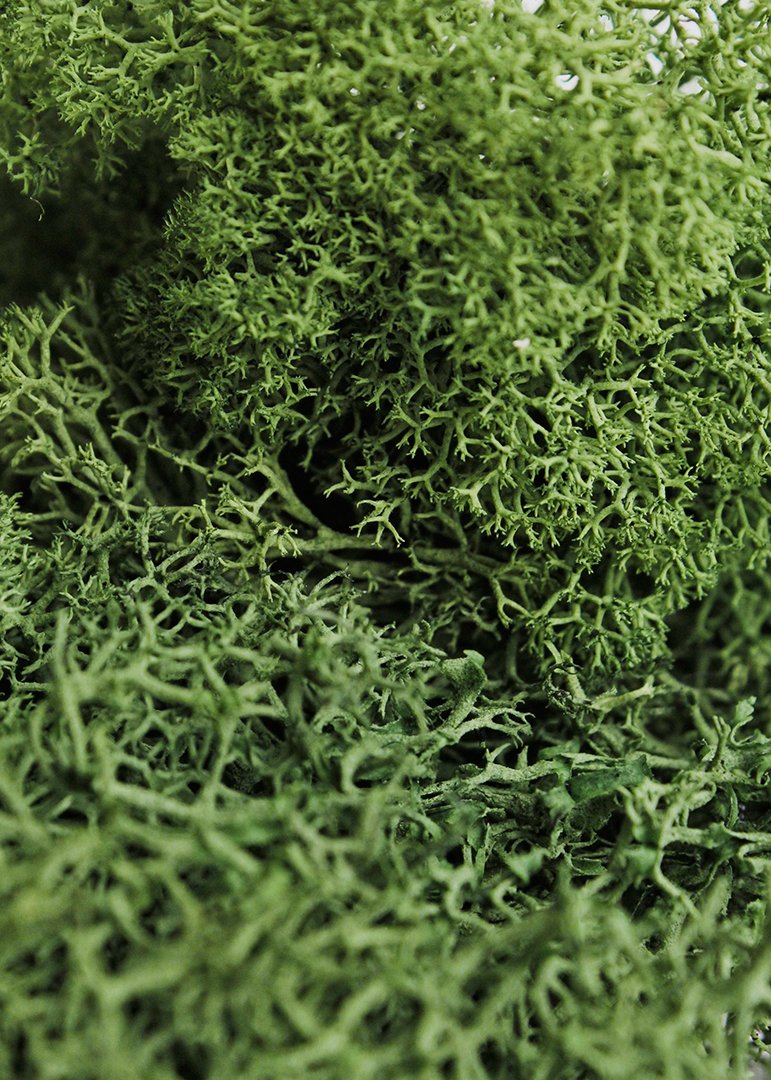 Super Moss (21499 Reindeer Moss Preserved, Forest Green, 10lbs