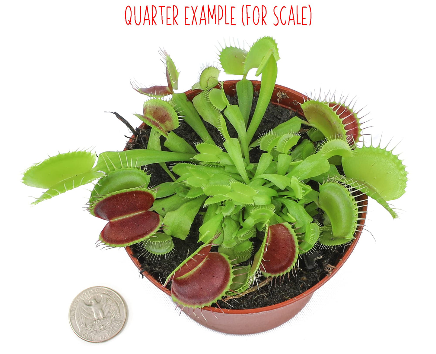 Non-Toxic Live Venus Fly Trap, Pet Safe Plant for Cats & Dogs, Dionaea Muscipula, Carnivorous Plants for Terrariums, Real Houseplants, Fun for Kids, 3 in. Pot