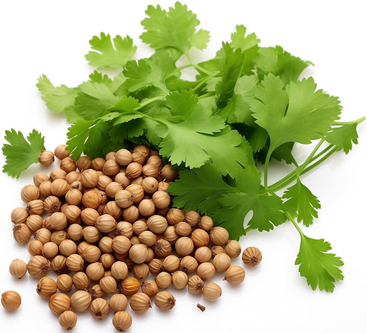 500+ Cilantro Seeds for Planting - Heirloom Non-GMO USA Grown Herb Seeds in Premium Protective Packaging - AKA Coriander, Chinese Parsley, Coriandrum Sativum - by RDR Seeds