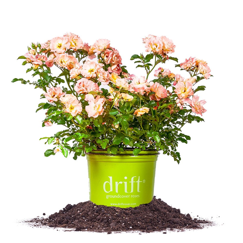 Peach Drift 1 Gallon