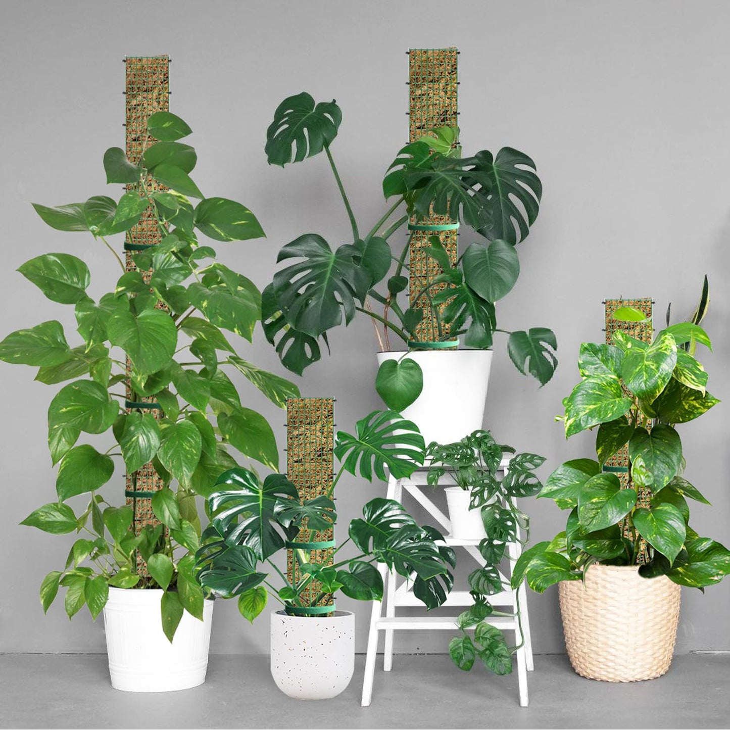 60"/40"/24" Metal Moss Pole, D Shape Sphagnum Moss Pole, Moss Poles for Climbing Plants, Monstera, Indoor Climbing Plants (1 Each of 60" 40" 24")