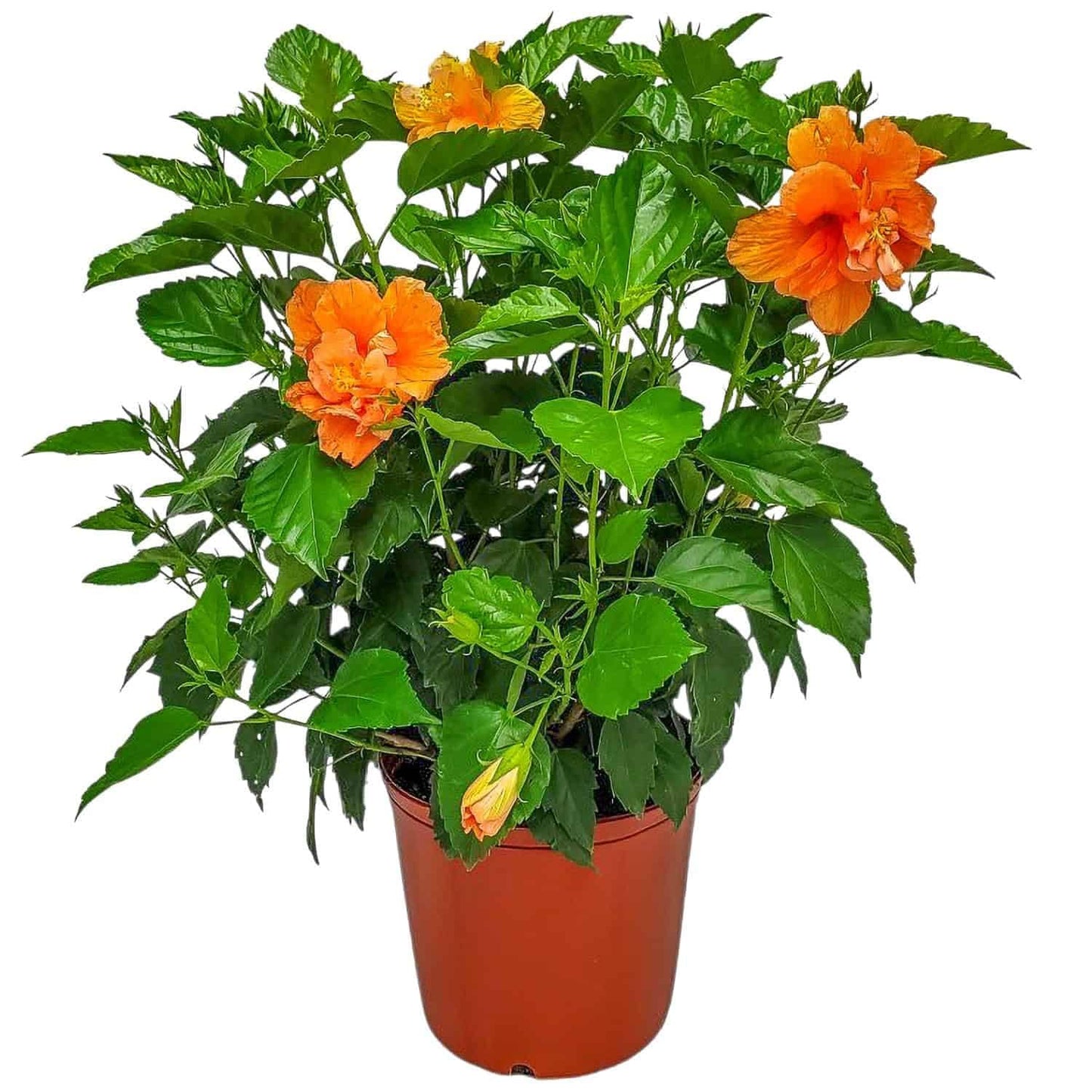 Hibiscus Bush - Fiesta Flower - Tropical Plants of Florida - 3 Gallon Pot - Overall Height 22" to 26" - Sunset Multicolor Blooms